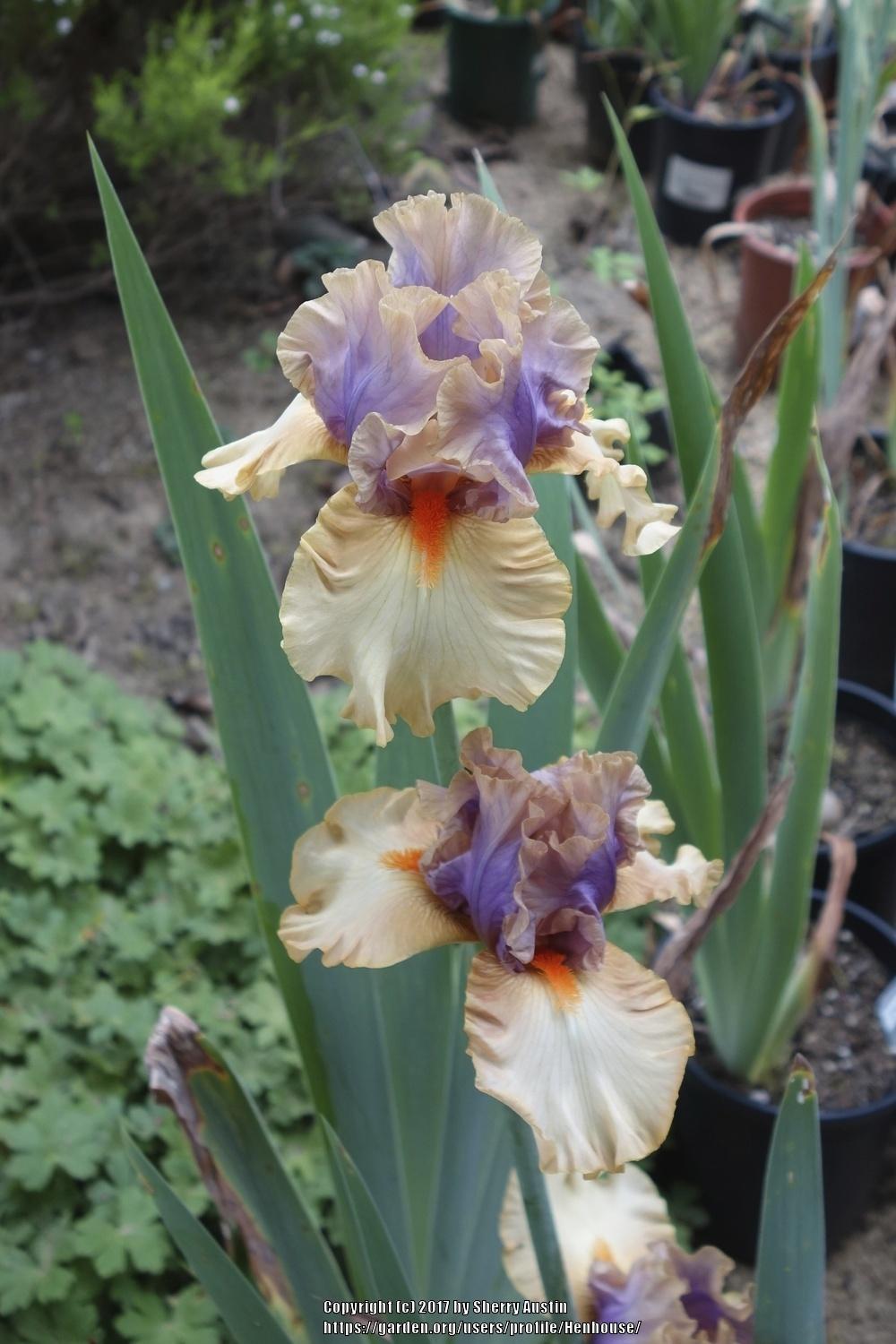 Photo of Tall Bearded Iris (Iris 'Broome Sunset') uploaded by Henhouse