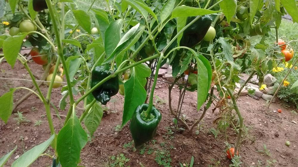 Photo of Chili Pepper (Capsicum annuum 'Poblano') uploaded by JErb