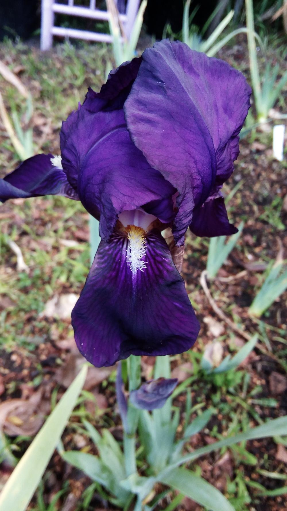 Photo of Intermediate Bearded Iris (Iris 'Crimson King') uploaded by Greeneyedmonster