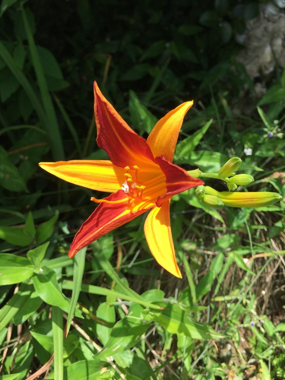 Photo of Daylilies (Hemerocallis) uploaded by JeffMG
