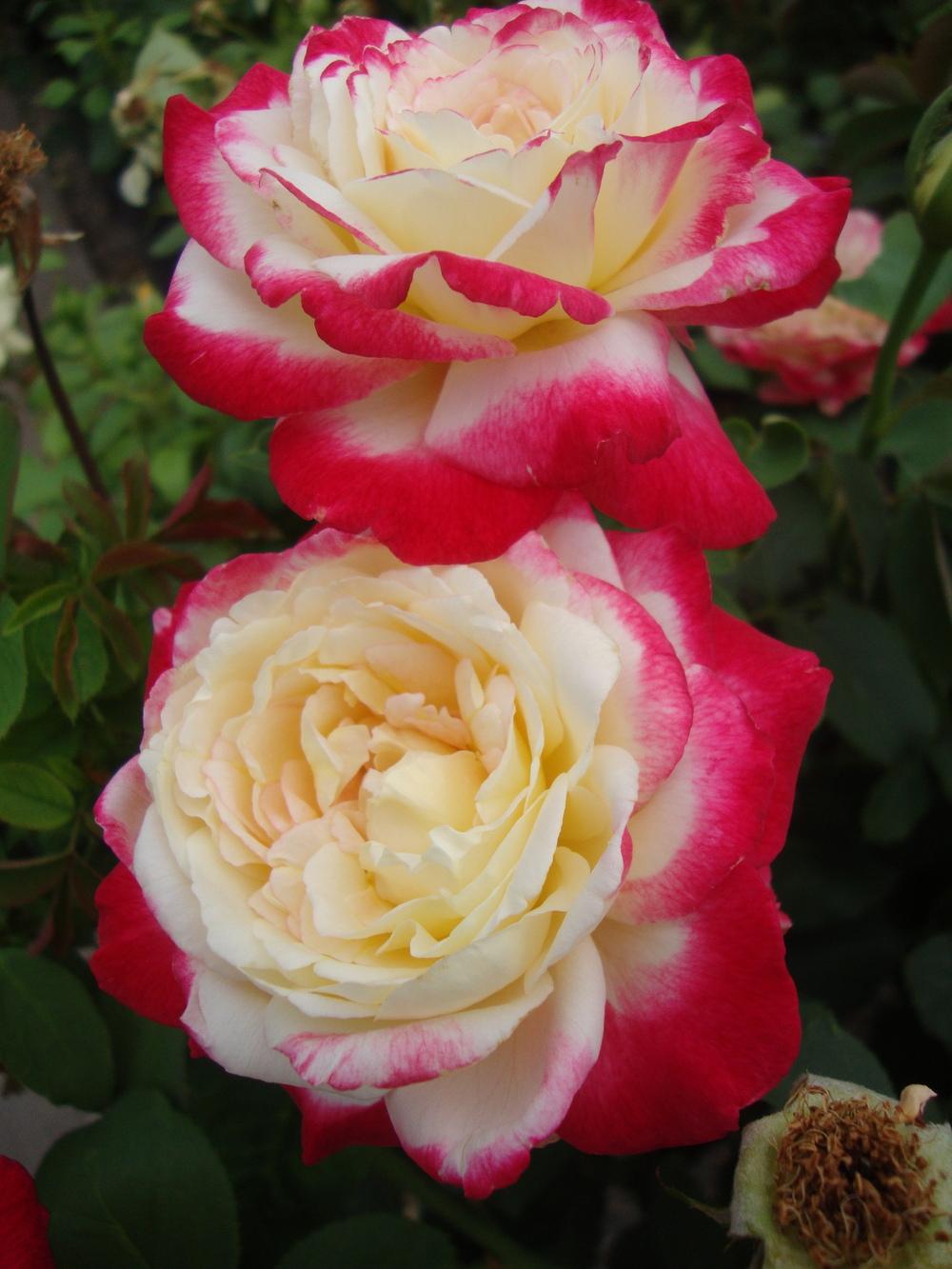 Photo of Hybrid Tea Rose (Rosa 'Double Delight') uploaded by Paul2032