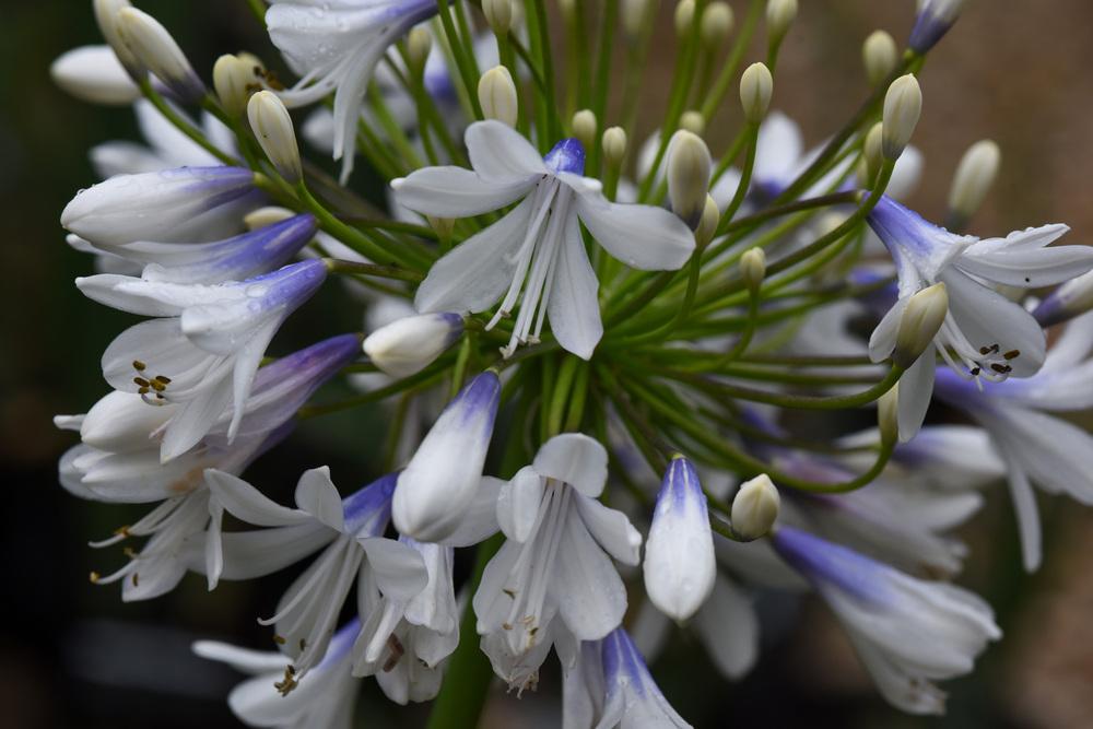 Photo of Lily of the Nile (Agapanthus praecox subsp. orientalis Queen Mum™) uploaded by cliftoncat