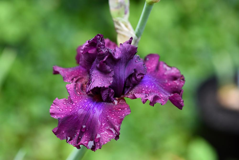 Photo of Tall Bearded Iris (Iris 'Master at Arms') uploaded by cliftoncat