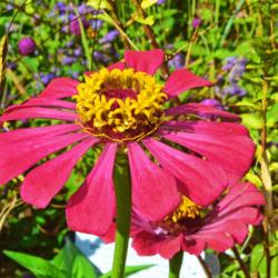 Location: Botanical Gardens of the State of Georgia...Athens, Ga
Date: 2017-07-31
Zinnia - Ring Of Flowers 003