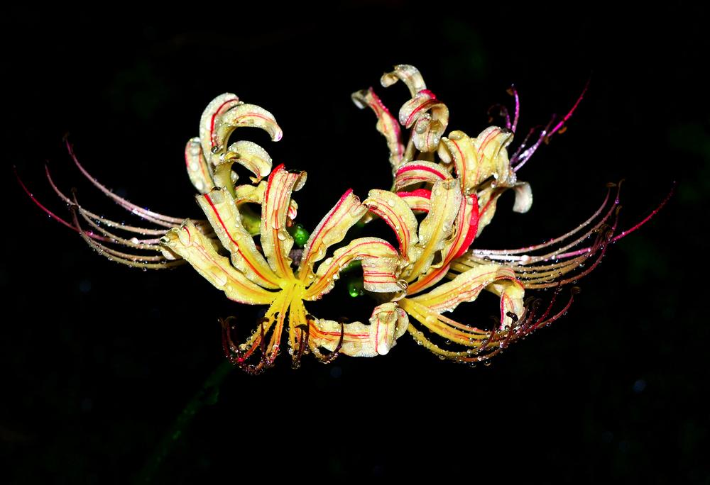 Photo of Surprise Lilies (Lycoris) (Lycoris) uploaded by dawiz1753