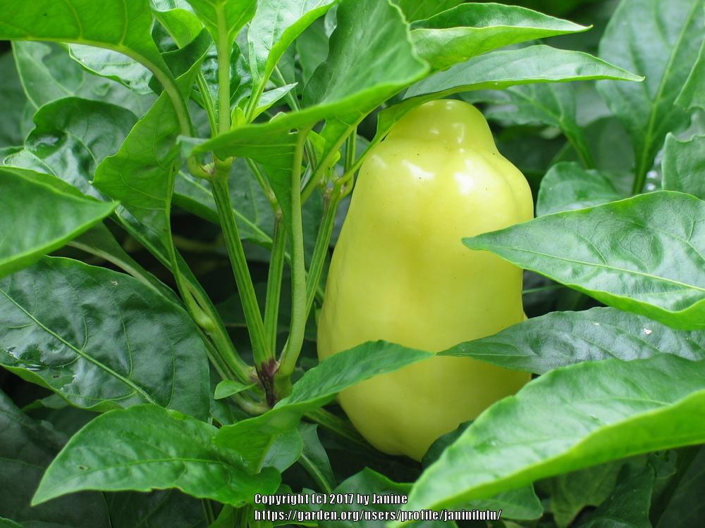 Photo of Bell Pepper (Capsicum annuum 'Diamond') uploaded by janinilulu