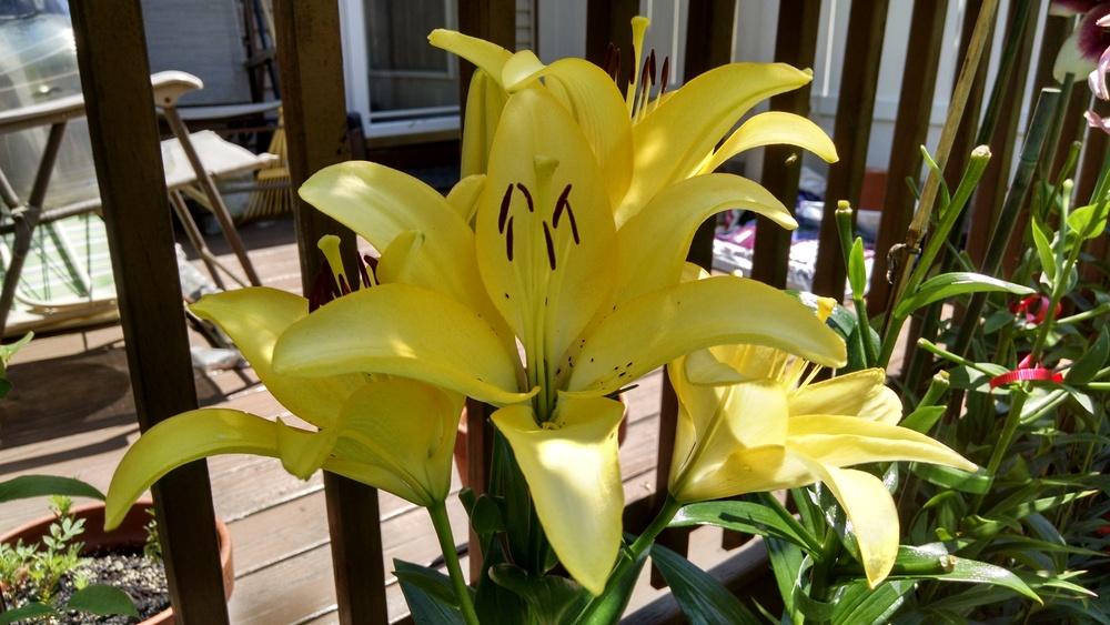 Photo of Lilies (Lilium) uploaded by joannakat