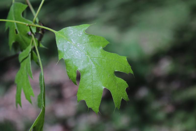 Photo of Scarlet Oak (Quercus coccinea) uploaded by RuuddeBlock