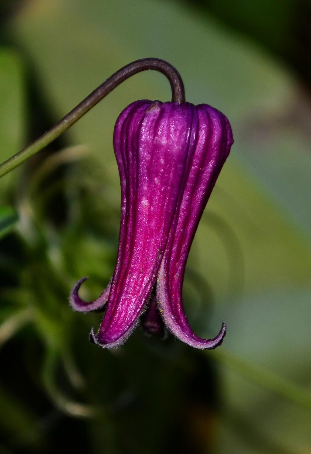 Photo of Clematis (Clematis pitcheri) uploaded by dawiz1753