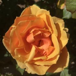 Location: San Francisco Rose Garden
Date: 2017-07-27