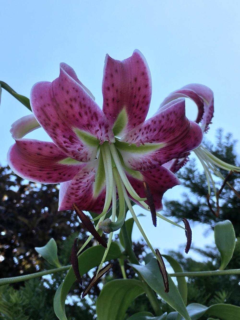 Photo of Lily (Lilium 'Scarlet Delight') uploaded by Legalily