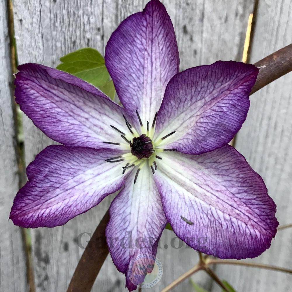 Photo of Clematis (Clematis viticella 'Venosa Violacea') uploaded by Patty