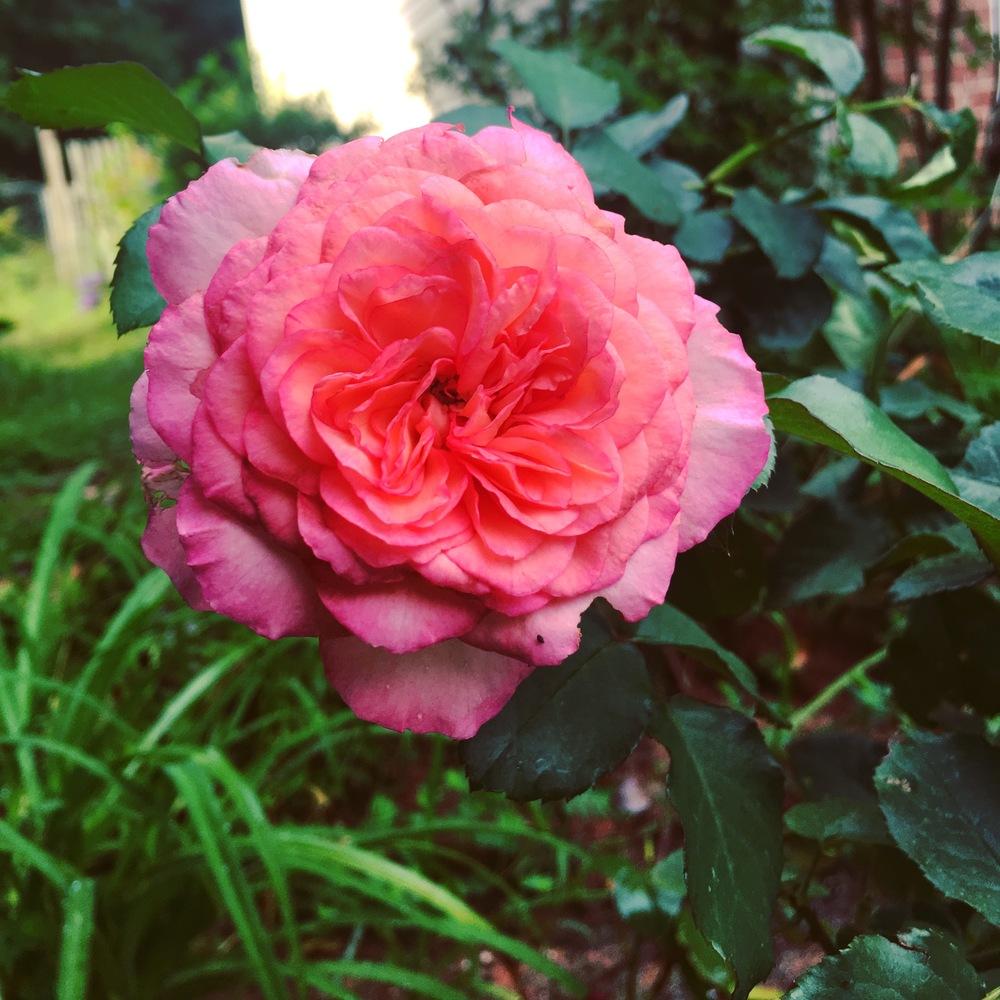 Photo of Rose (Rosa 'Savannah') uploaded by beeyen