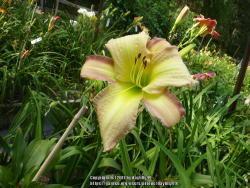 Thumb of 2017-08-02/daylilly99/16f26d