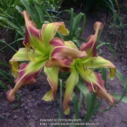 Thumb of 2017-08-02/daylilly99/636939