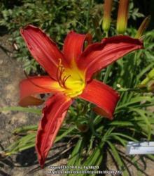 Thumb of 2017-08-02/daylilly99/911a1d