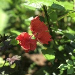 Location: Laurel, MD front garden
Date: 2017-08-01
first bloom