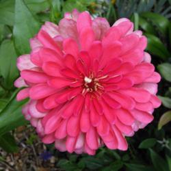 Location: My garden, Grapevine, TX
Date: Summer 2017
Nice bright pink