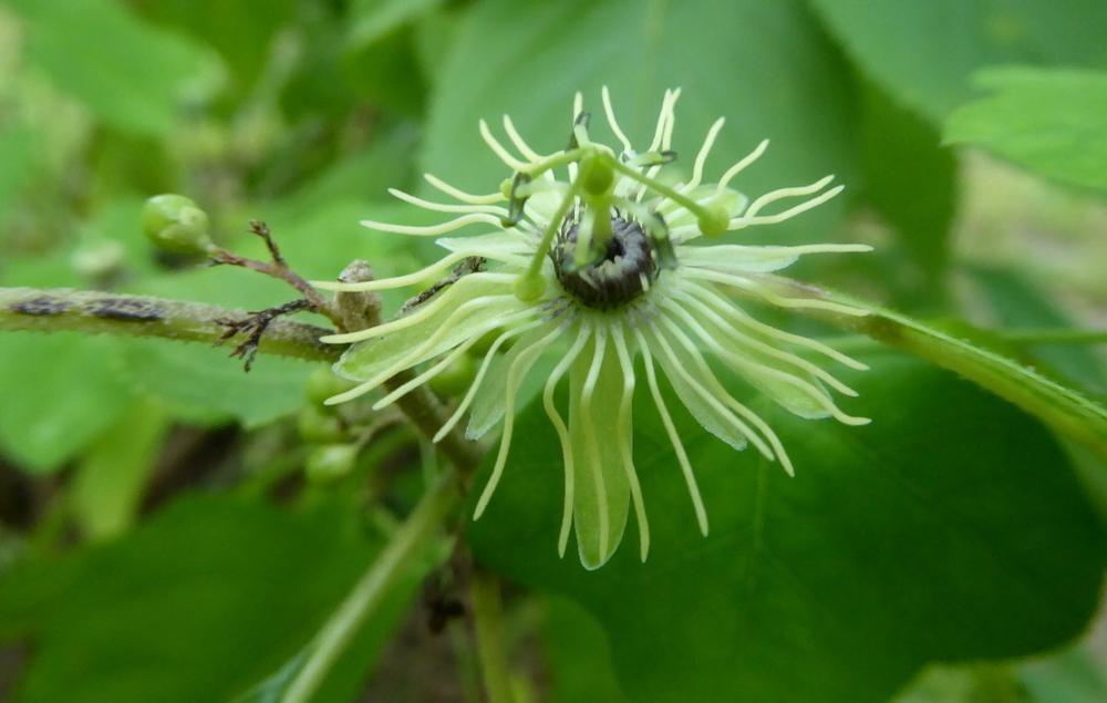 Photo of Wild Yellow Passion Flower (Passiflora lutea) uploaded by wildflowers