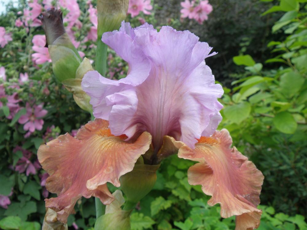 Photo of Tall Bearded Iris (Iris 'Adoree') uploaded by IrisLilli