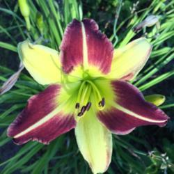 Location: Southern Maine
Date: 2017-08-03
This daylily plant has been happily blooming for 3 weeks.