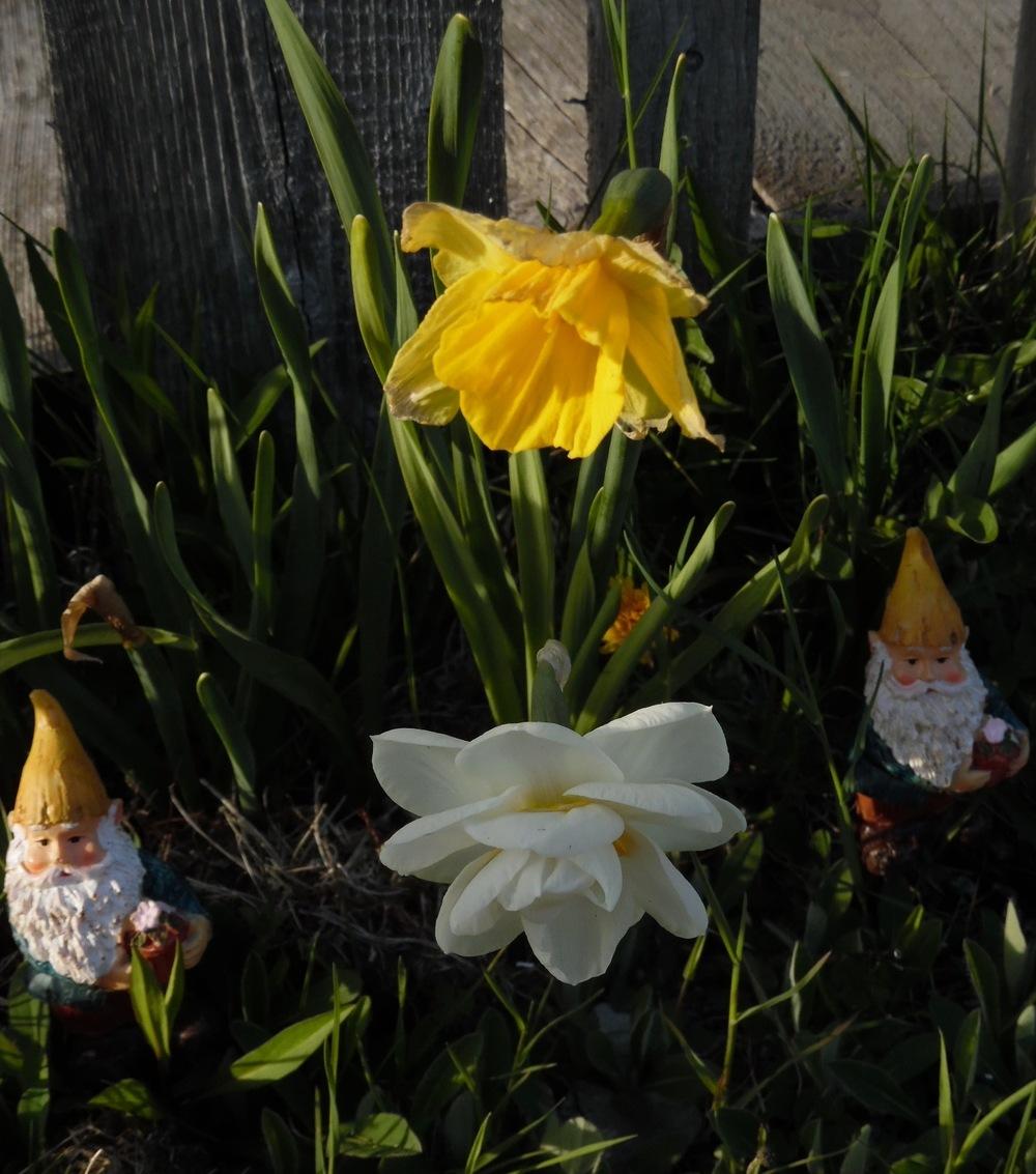 Photo of Daffodils (Narcissus) uploaded by Prosedda