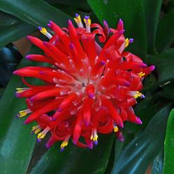 Location: Botanical Gardens of the State of Georgia...Athens, Ga
Date: 2017-08-04
Bromeliad - Flaming Torch 004
