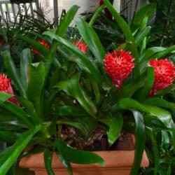 Location: Botanical Gardens of the State of Georgia...Athens, Ga
Date: 2017-08-04
Bromeliad - Flaming Torch 003