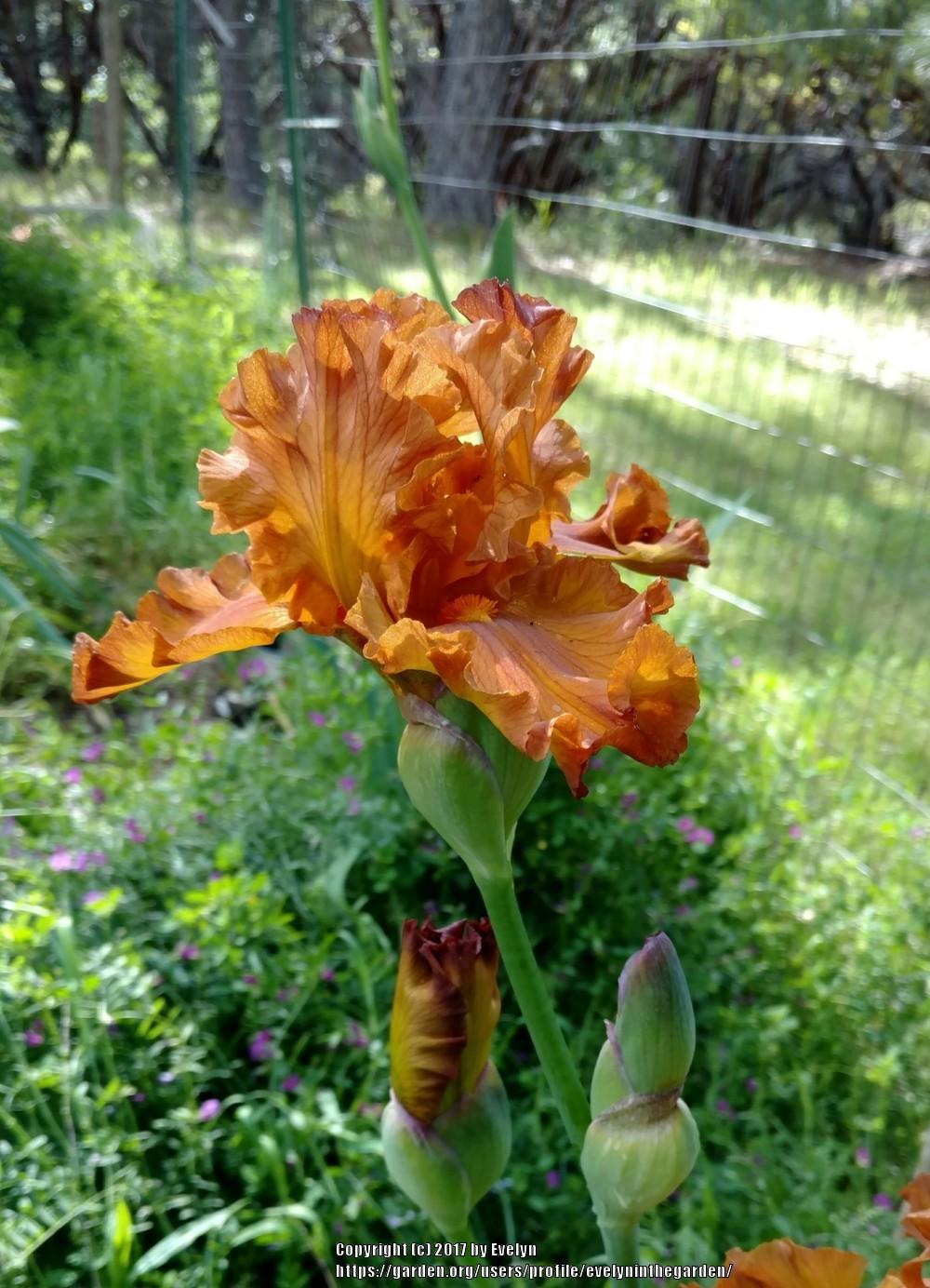 Photo of Tall Bearded Iris (Iris 'Golden Panther') uploaded by evelyninthegarden