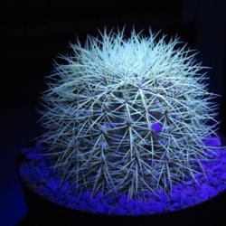 Location: Baja California
Date: 2017-08-04
White-spined plant is fluorescent under black light