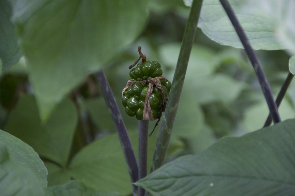 Photo of Jack in the Pulpit (Arisaema triphyllum) uploaded by Fleur569