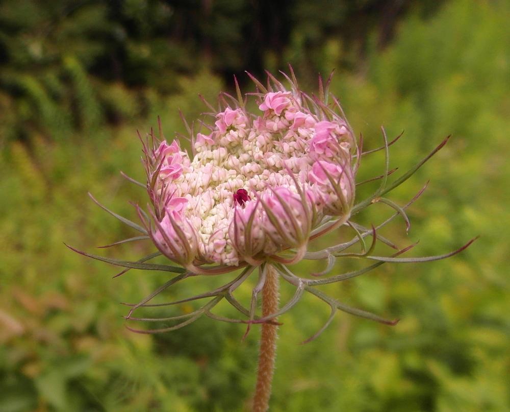 Photo of Queen Anne's Lace (Daucus carota) uploaded by Prosedda