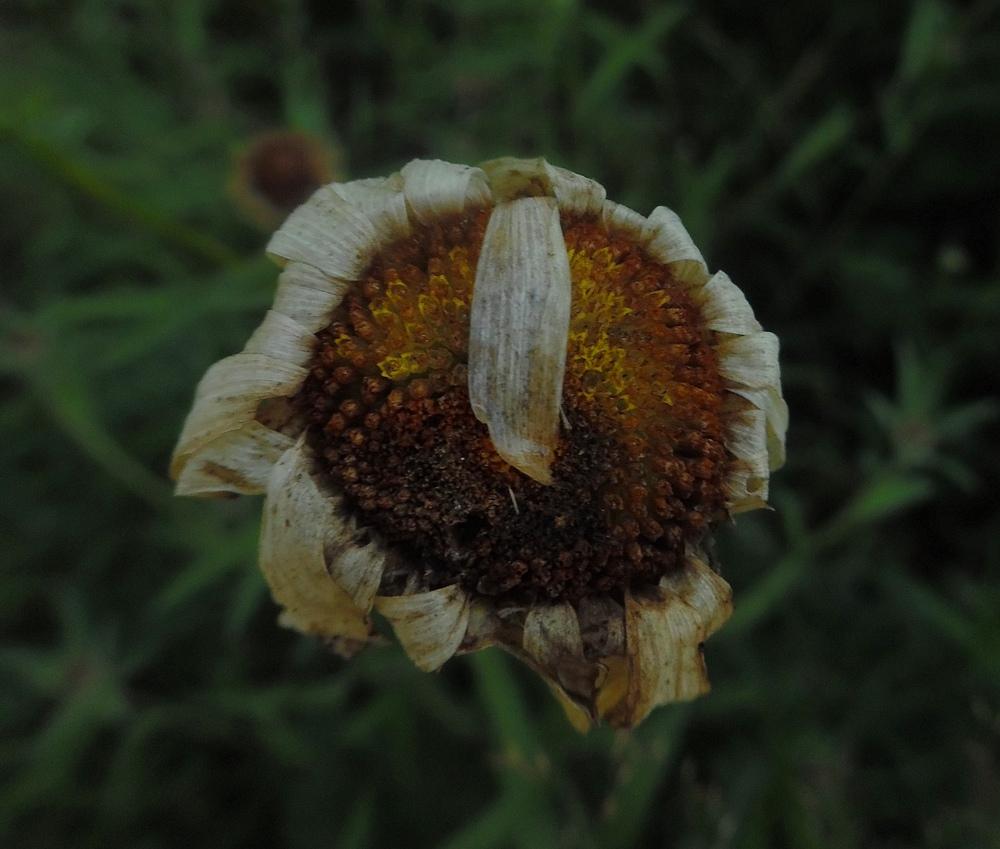 Photo of Oxeye Daisy (Leucanthemum vulgare) uploaded by Prosedda