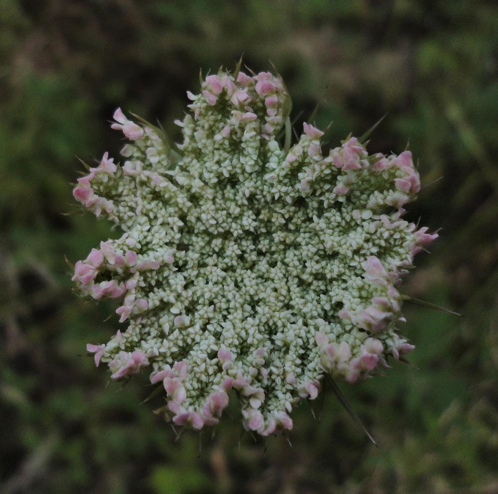 Photo of Queen Anne's Lace (Daucus carota) uploaded by Prosedda