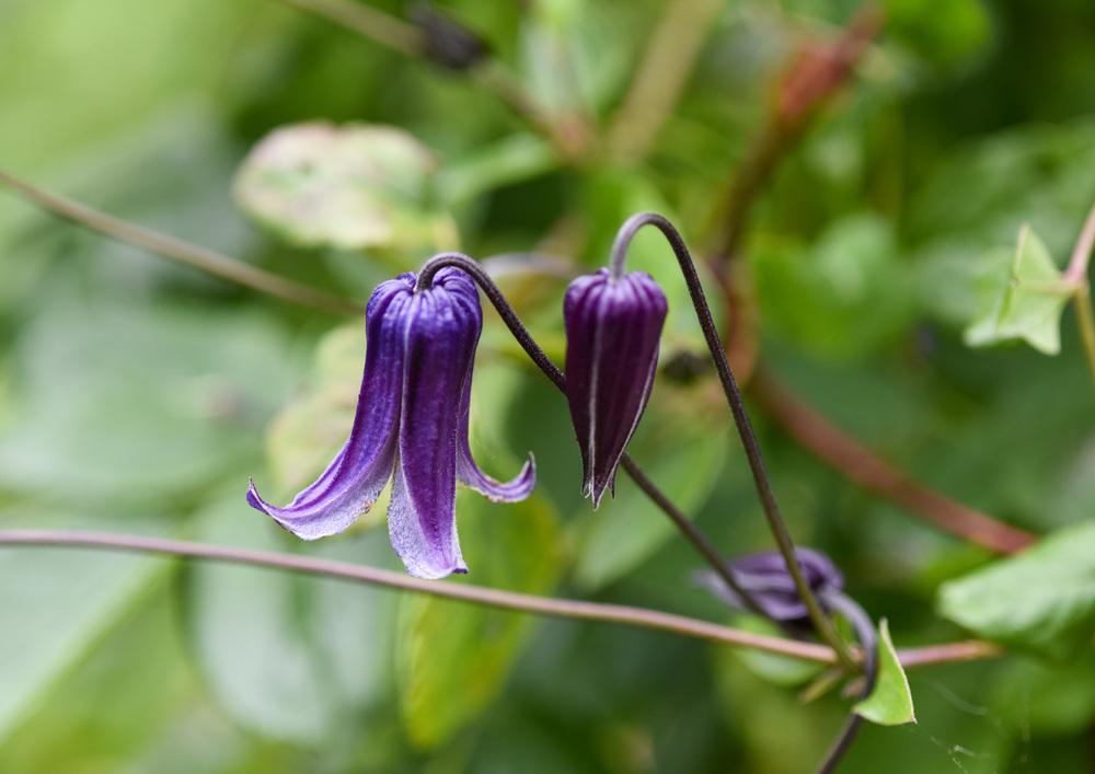 Photo of Clematis 'Roguchi' uploaded by cliftoncat