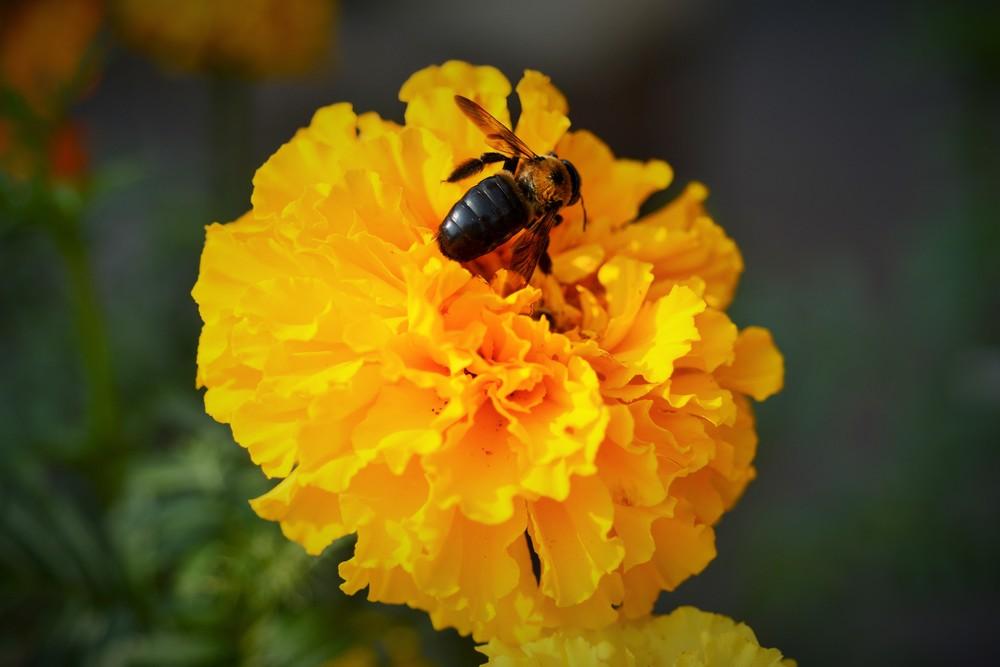 Photo of Marigold (Tagetes) uploaded by mikedi