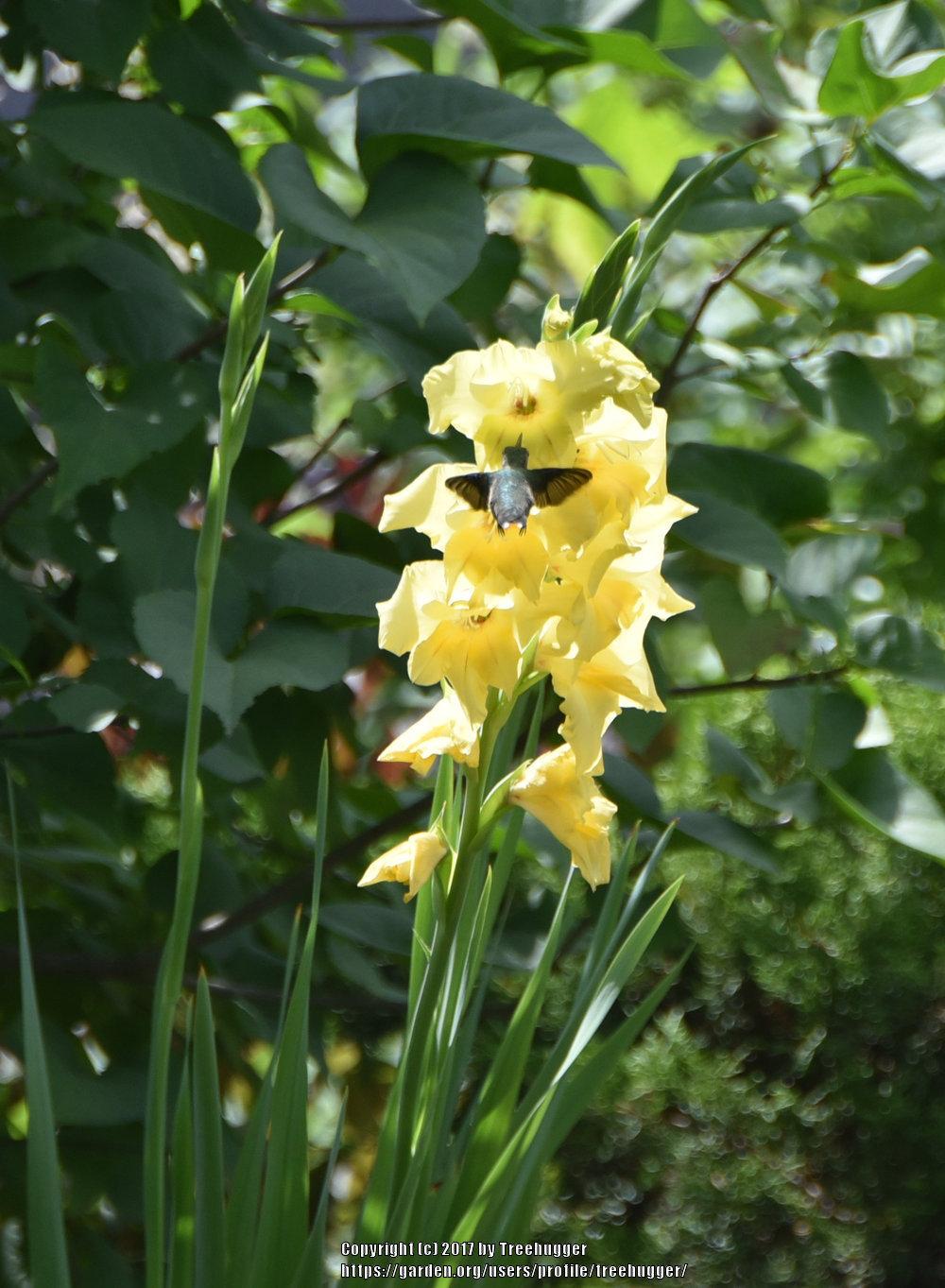 Photo of Gladiola (Gladiolus) uploaded by treehugger
