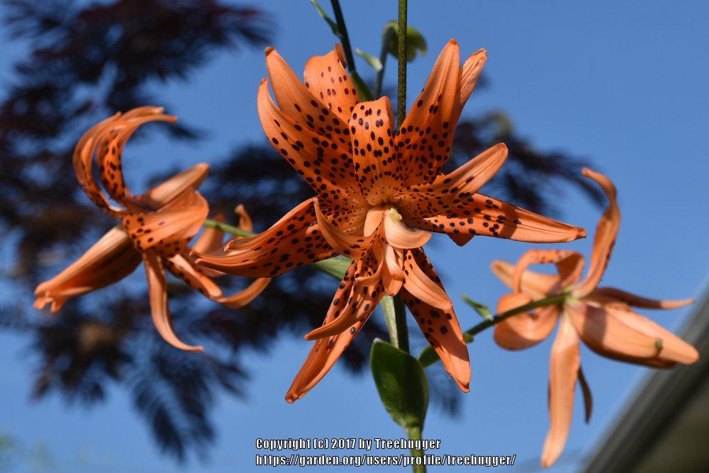 Photo of Double Tiger Lily (Lilium lancifolium 'Flore Pleno') uploaded by treehugger