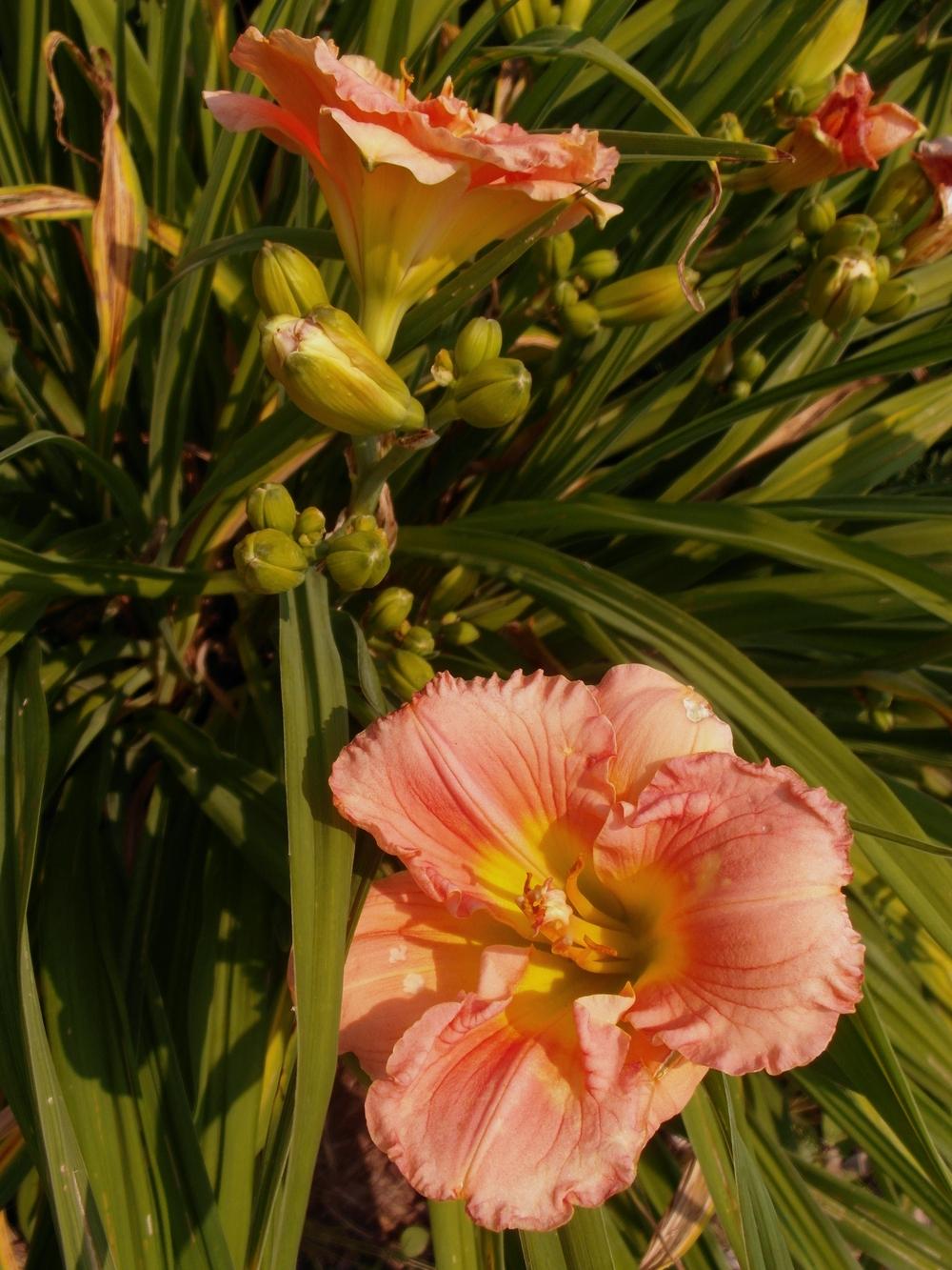Photo of Daylilies (Hemerocallis) uploaded by Prosedda