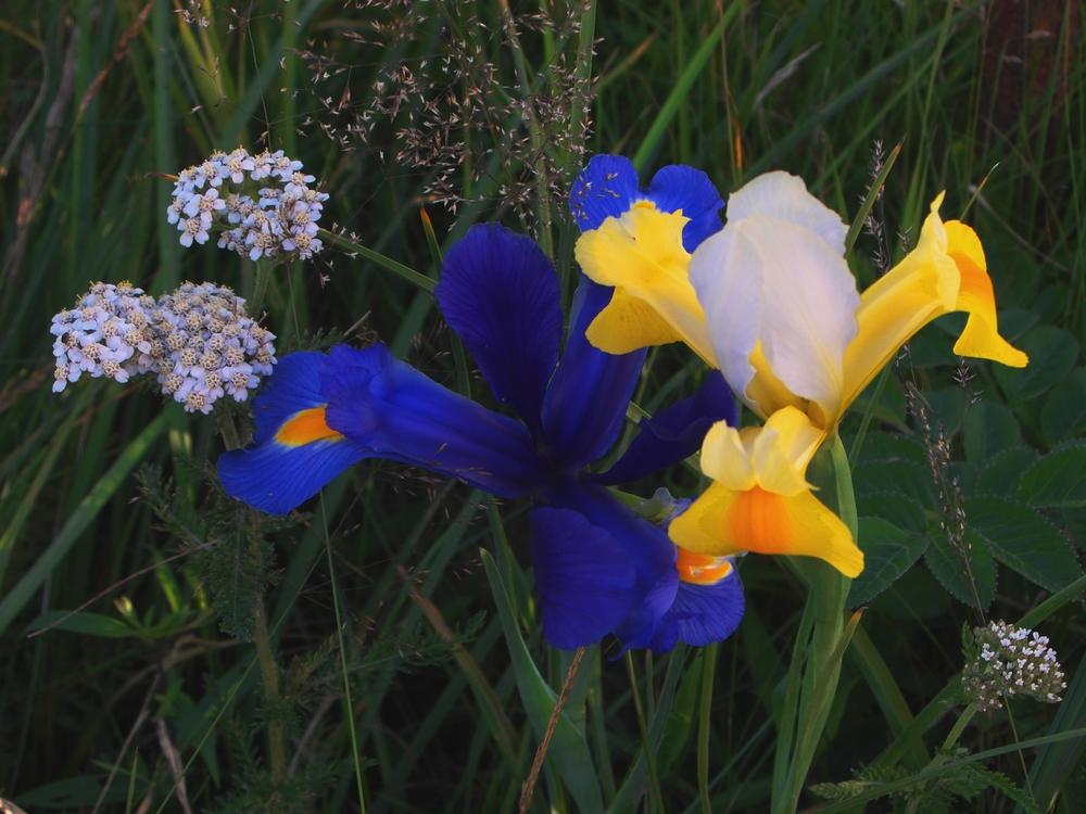 Photo of Dutch Iris (Iris x hollandica) uploaded by Prosedda