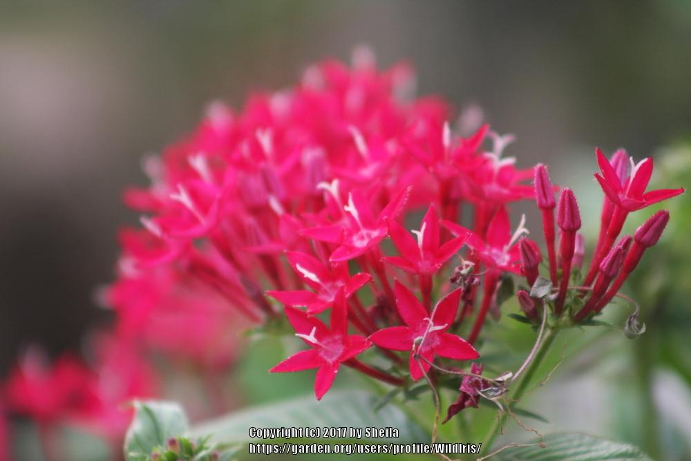 Photo of Star Flower (Pentas lanceolata) uploaded by WildIris