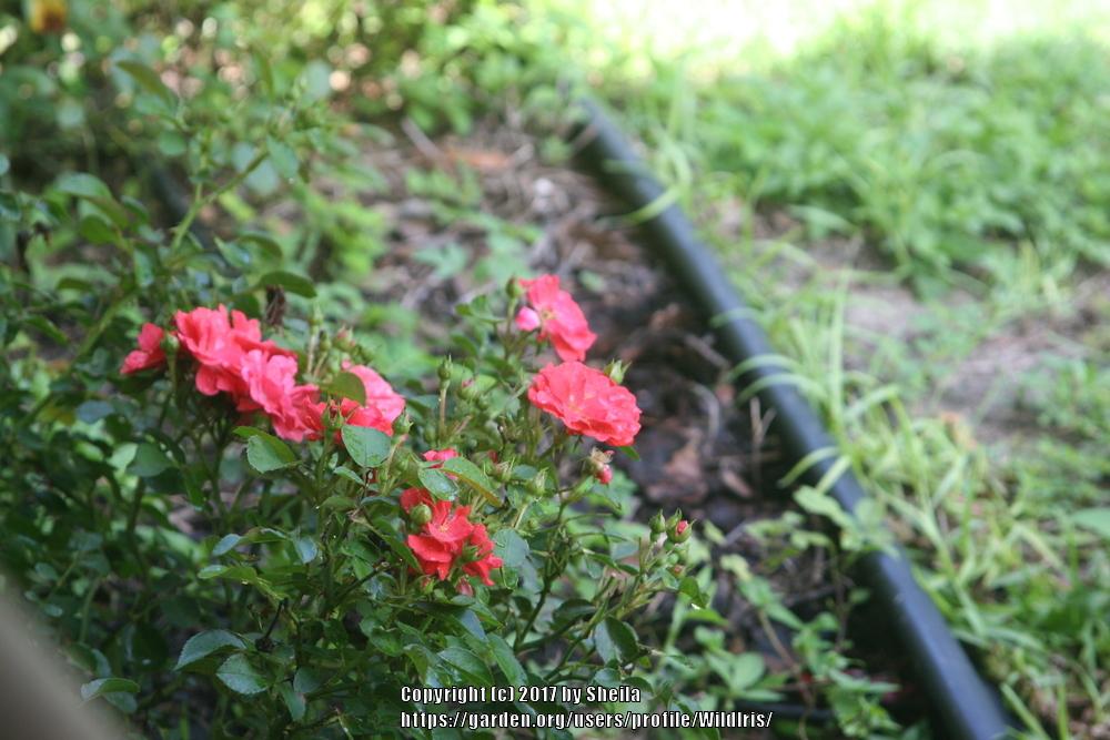 Photo of Rose (Rosa 'Coral Drift') uploaded by WildIris