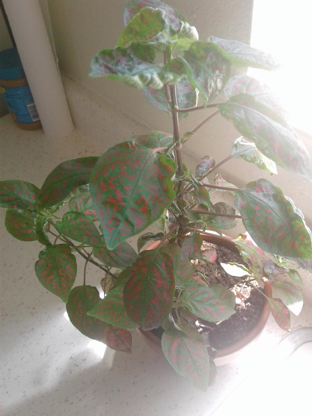 Photo of Polka Dot Plant (Hypoestes phyllostachya) uploaded by angelo86