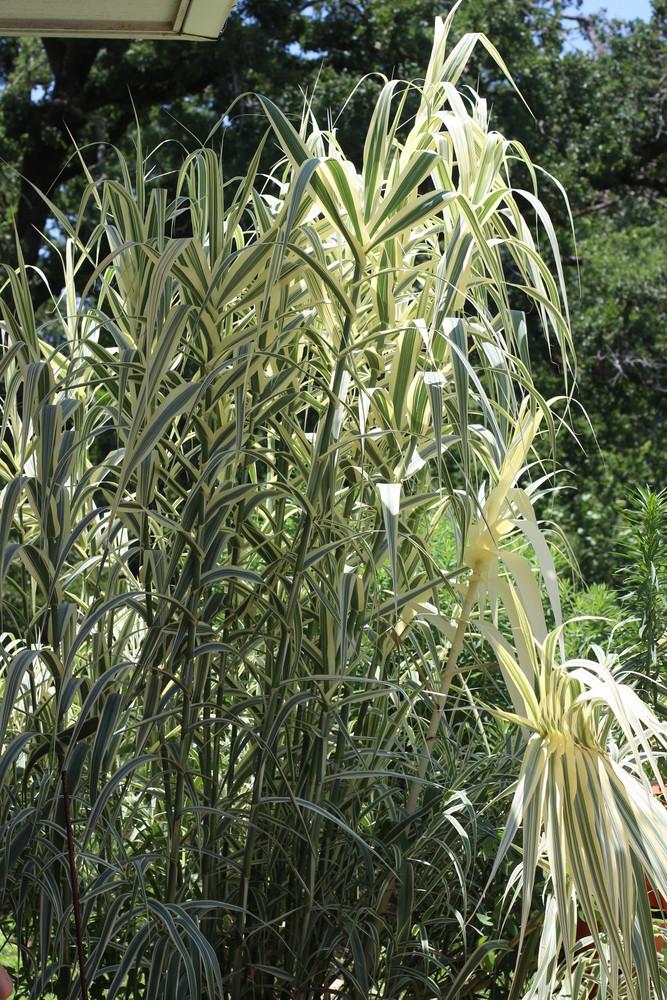 Photo of Giant Reed (Arundo donax 'Peppermint Stick') uploaded by dave