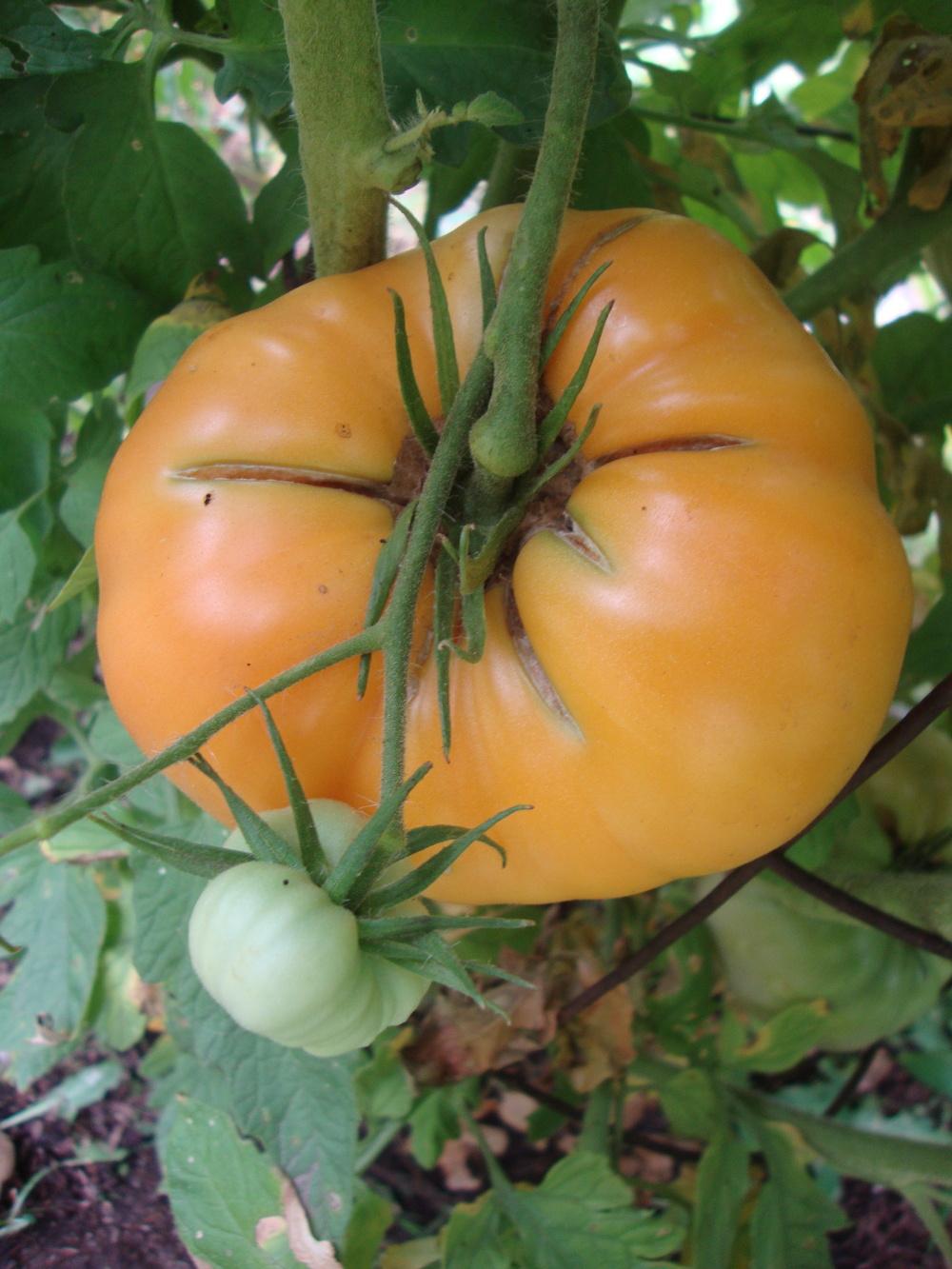 Photo of Tomato (Solanum lycopersicum 'Amana Orange') uploaded by Paul2032