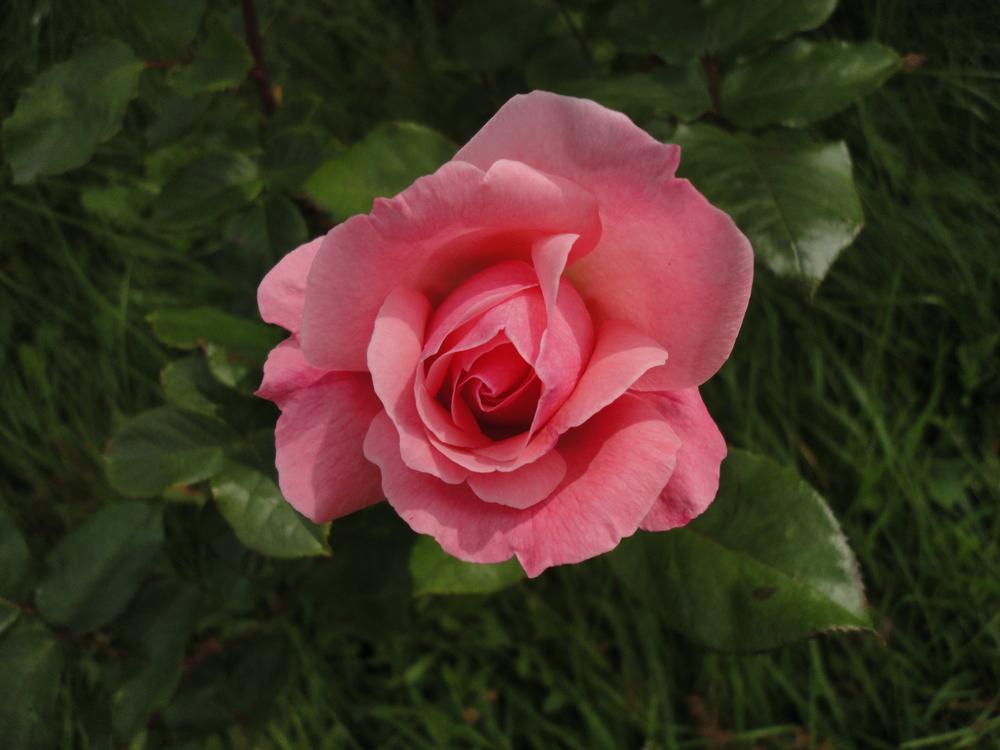 Photo of Rose (Rosa 'Queen Elizabeth') uploaded by Prosedda