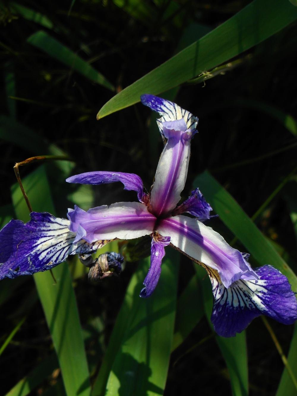 Photo of Species Iris (Iris versicolor) uploaded by Prosedda