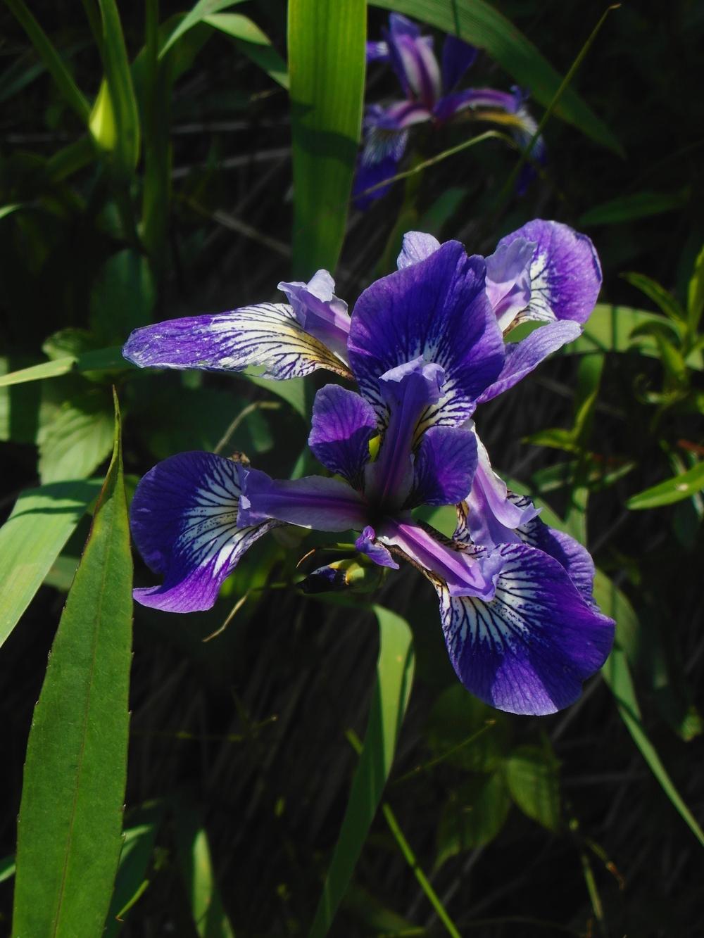 Photo of Species Iris (Iris versicolor) uploaded by Prosedda