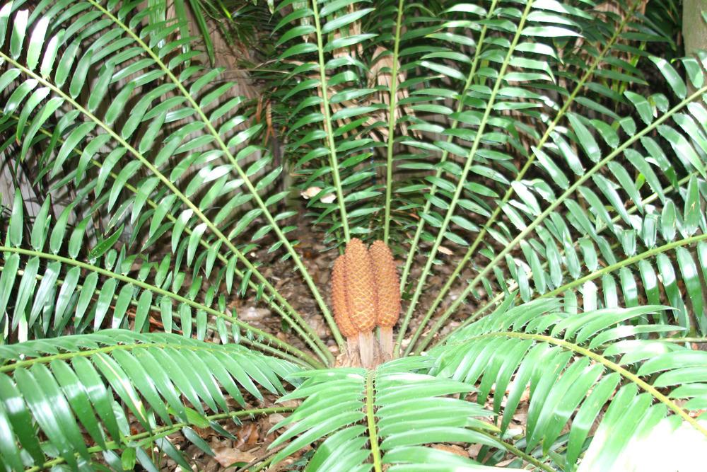 Photo of Encephalartos (Encephalartos gratus) uploaded by ScotTi
