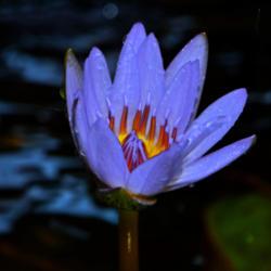 Location: Botanical Gardens of the State of Georgia...Athens, Ga
Date: 2017-08-07
Blue Water Lily 007